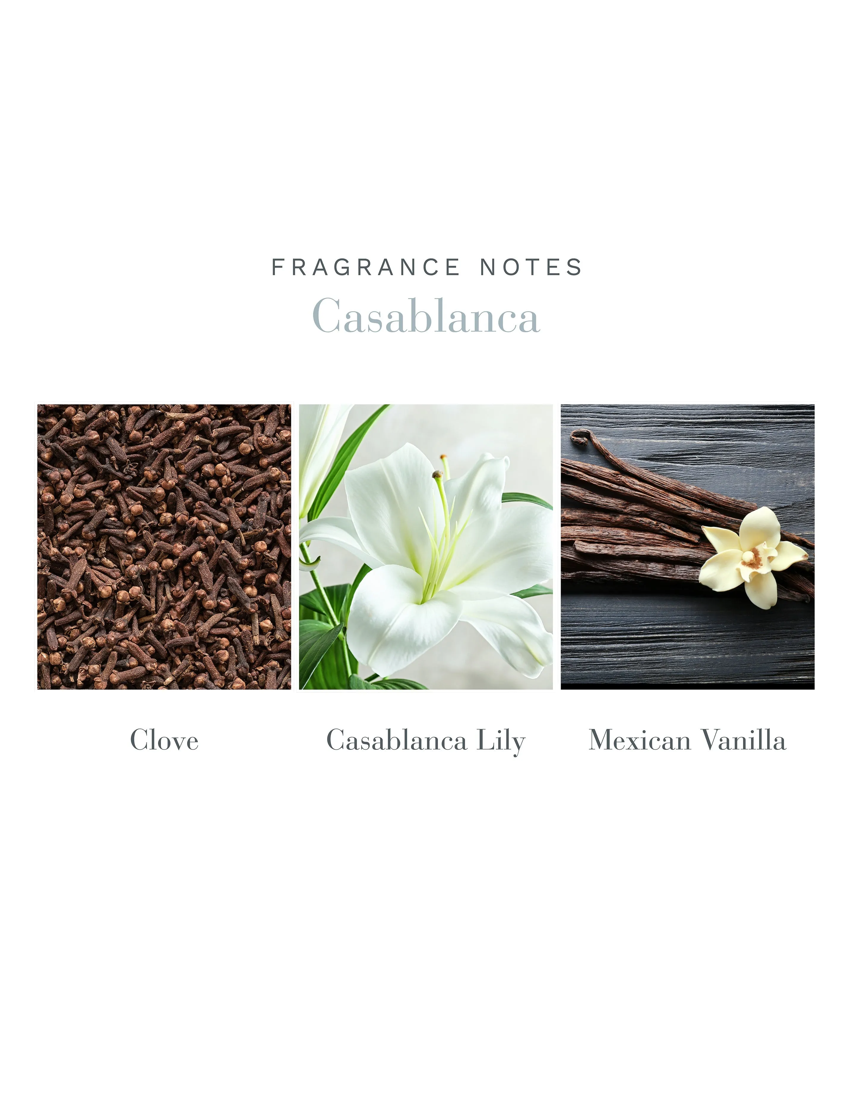 500ml Casablanca Reed Diffuser Antica Farmacista