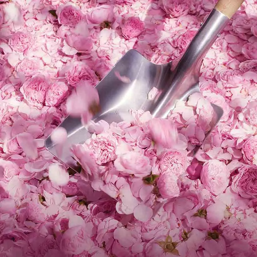 Dior Miss Dior Blooming Bouquet EDT