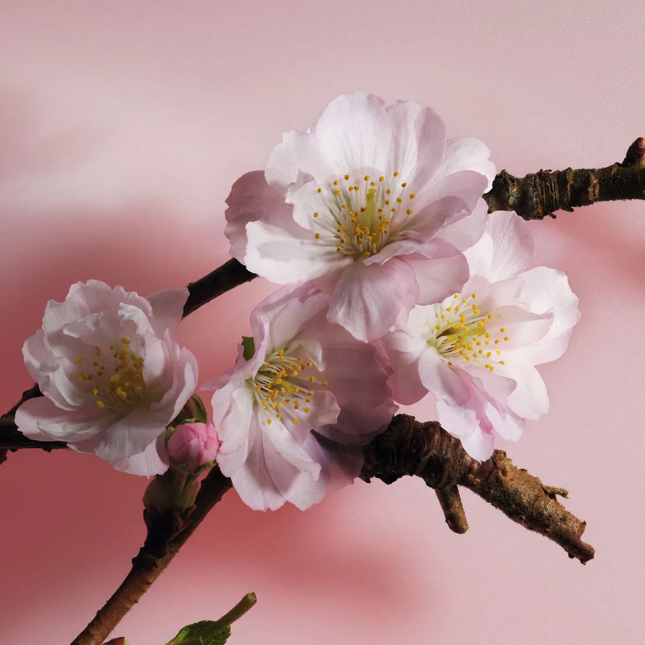 Dior Sakura EDP