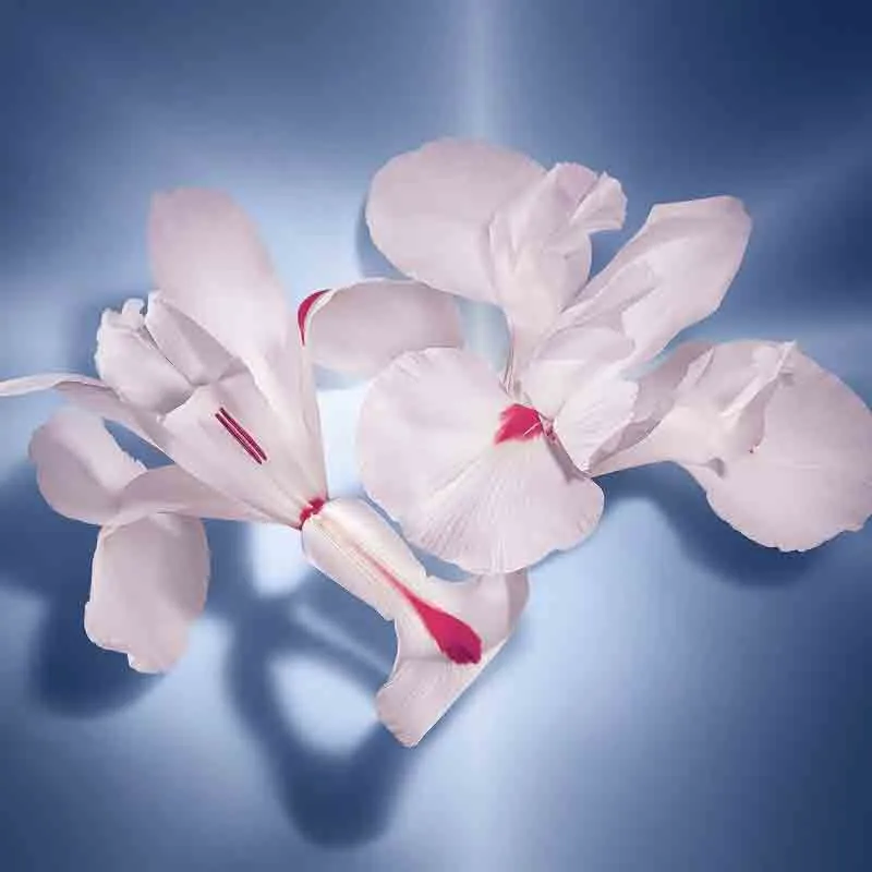 Lancome La Vie Est Belle EDP