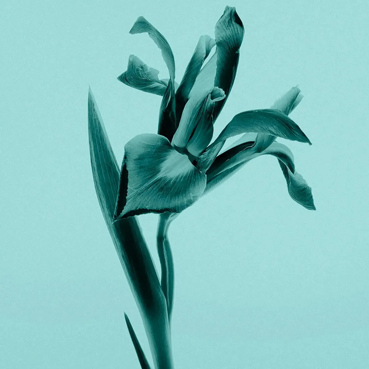Tiffany & Co. Intense EDP